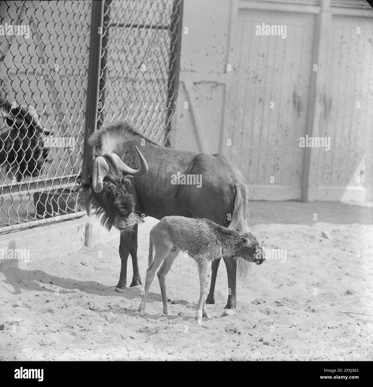 gnu à queue blanche ou wildebeest noir né à Artis, le 10 juillet 1962, pays-Bas, agence de presse du XXe siècle photo, news to Remember, documentaire, photographie historique 1945-1990, histoires visuelles, L'histoire humaine du XXe siècle, immortaliser des moments dans le temps Banque D'Images