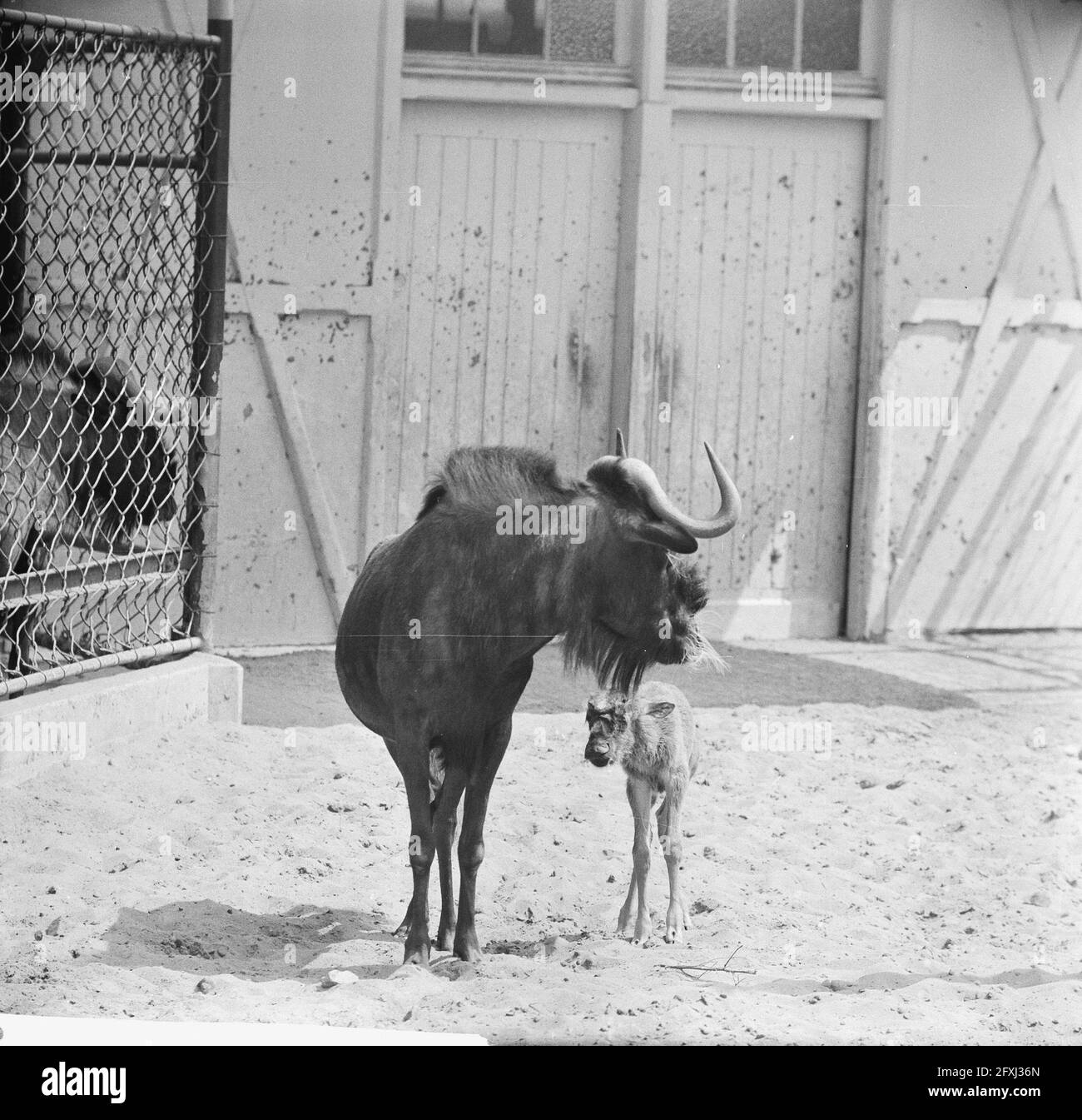 gnu à queue blanche ou wildebeest noir né à Artis, le 10 juillet 1962, pays-Bas, agence de presse du XXe siècle photo, news to Remember, documentaire, photographie historique 1945-1990, histoires visuelles, L'histoire humaine du XXe siècle, immortaliser des moments dans le temps Banque D'Images