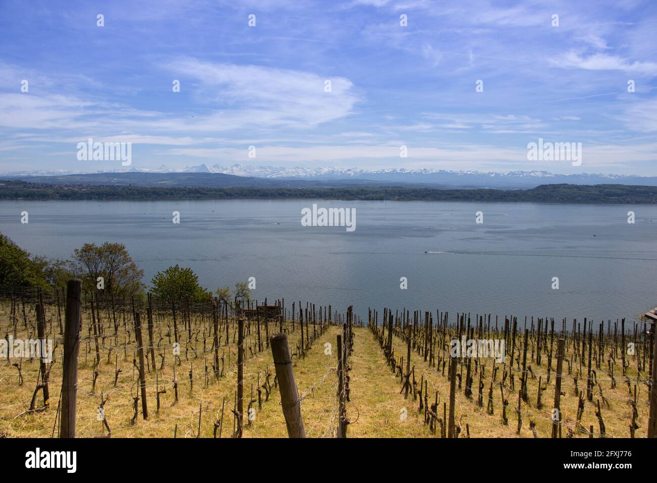 Vignoble de Ligerz au lac de Biel. Panorama alpin en arrière-plan. Banque D'Images