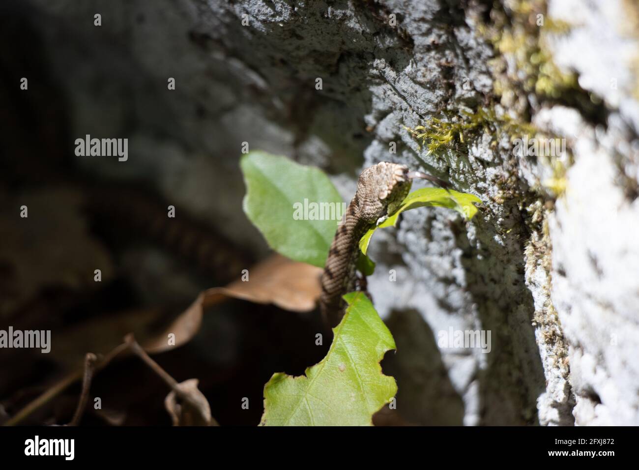 Jeune serpent sauvage (Vipera berus), additionneur européen commun. Faune dans les montagnes jurassic. La Neuveville, Suisse. Banque D'Images
