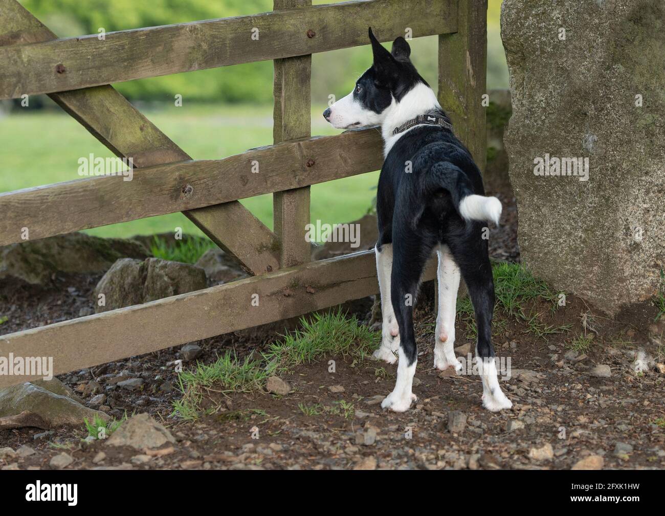 border collie, brebis Banque D'Images