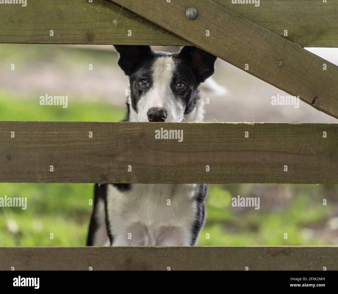 border collie, brebis Banque D'Images