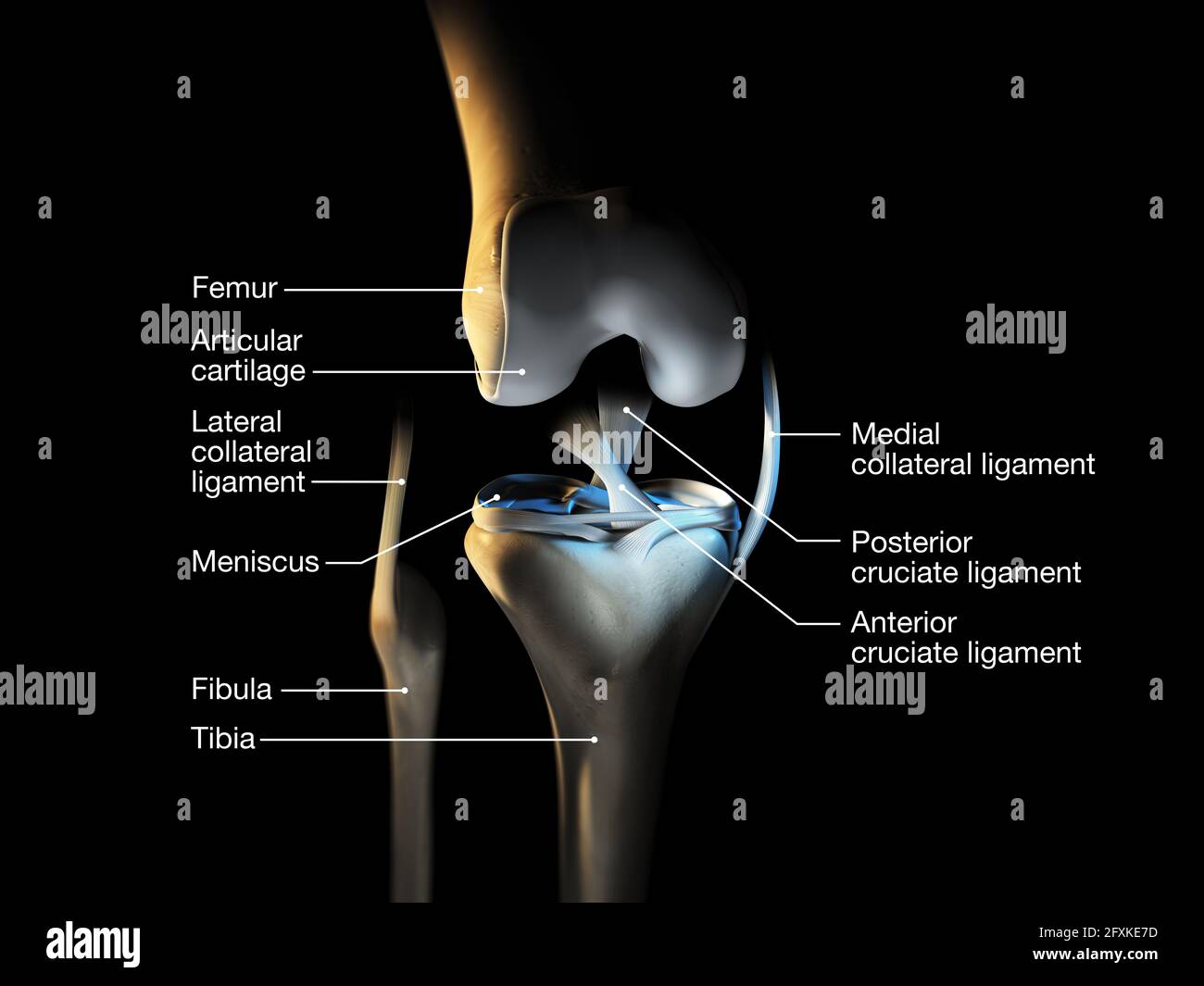 Illustration M dicale Pr cise Montrant L articulation Du Genou Avec Les Illustration M dicale Pr cise Montrant L articulation Du Genou Avec Les