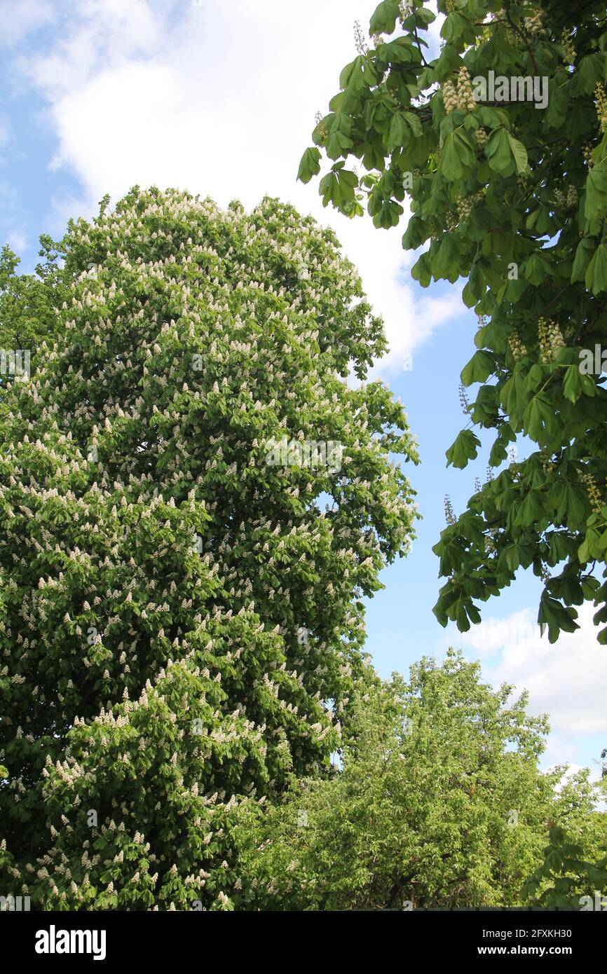 De nombreuses fleurs blanches de châtaigniers dans le fond d'un ciel bleu nuageux au printemps à Kaunas, en Lituanie Banque D'Images