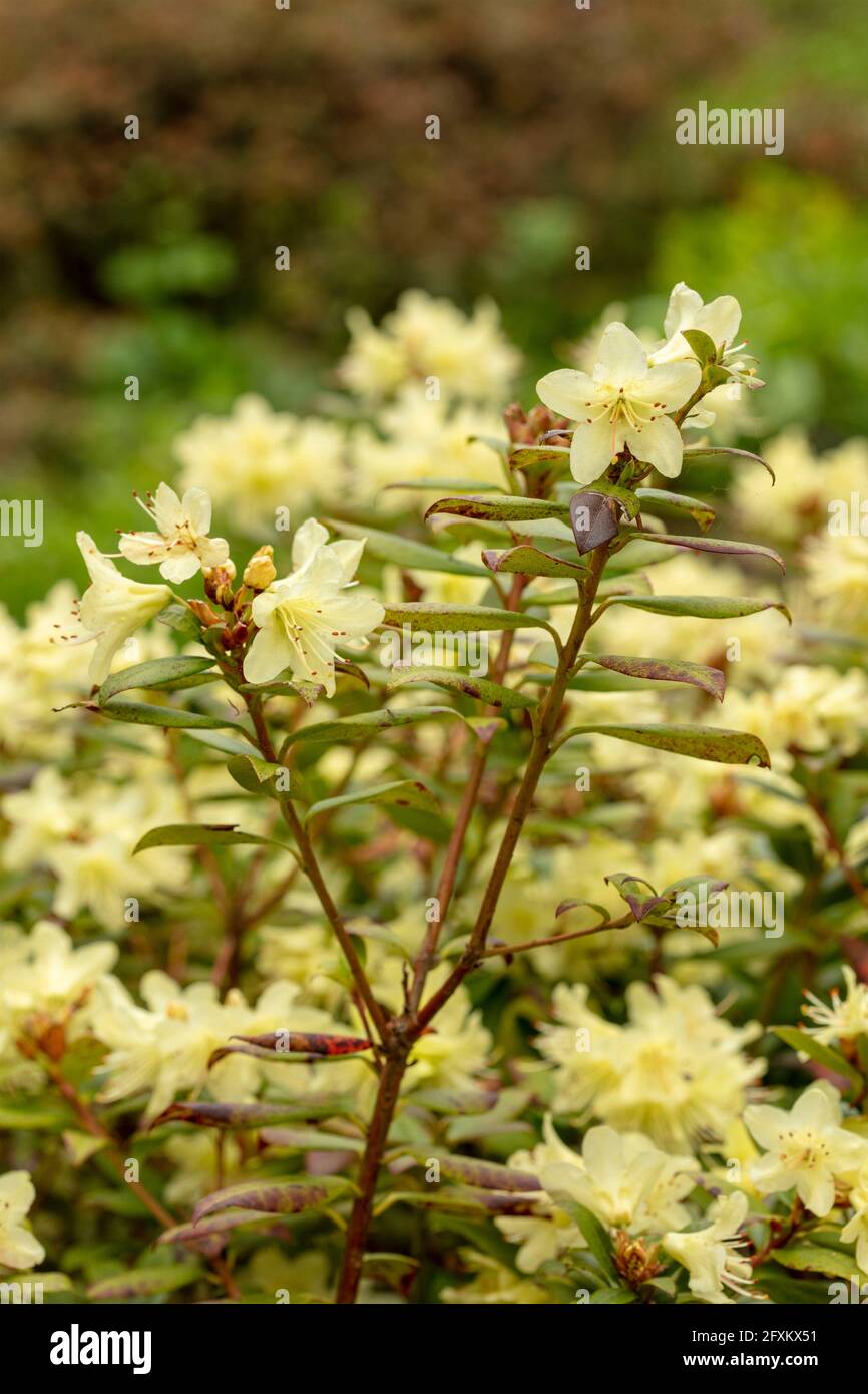 Rhododendron – Princesse Anne (hybride de Rhododendron de Dwarf) fleurs avec arrière-plan hors foyer, portrait naturel de plante Banque D'Images