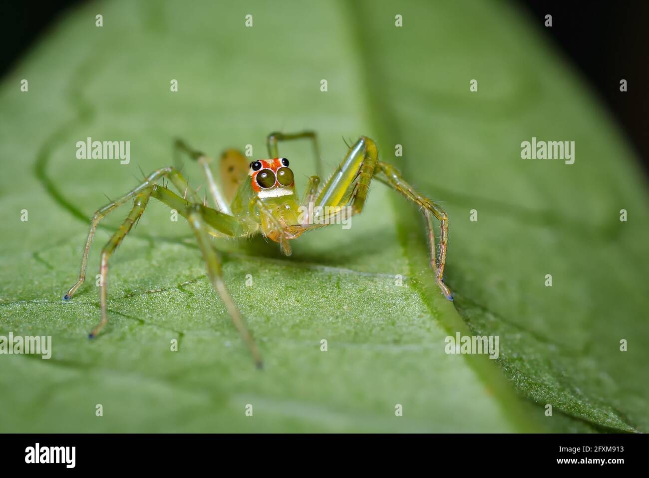 Araignée sauteuse verte camoufée avec une feuille Photo Stock - Alamy