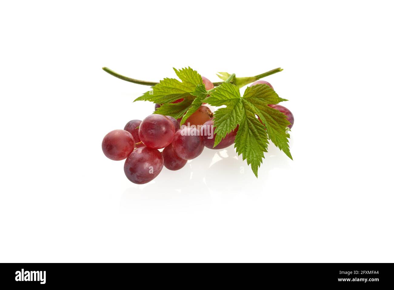 Raisin rouge mûr. Bouquet de feuilles isolées sur fond blanc Banque D'Images Raisin rouge mûr. Bouquet de feuilles isolées sur fond blanc Banque D'Images
