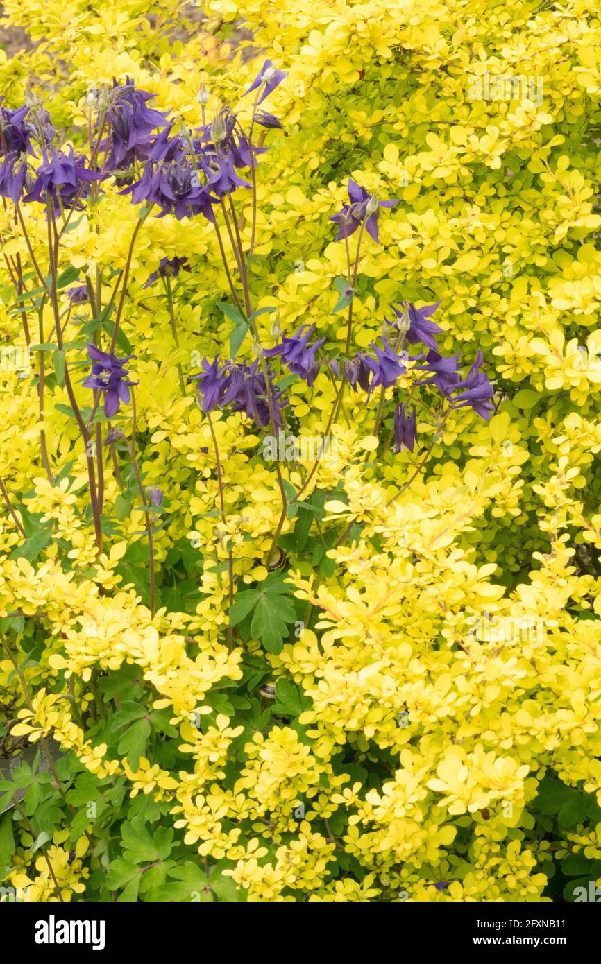 Berge japonaise jaune Berberis Aurea Bleu Aquilegia Columbine Banque D'Images