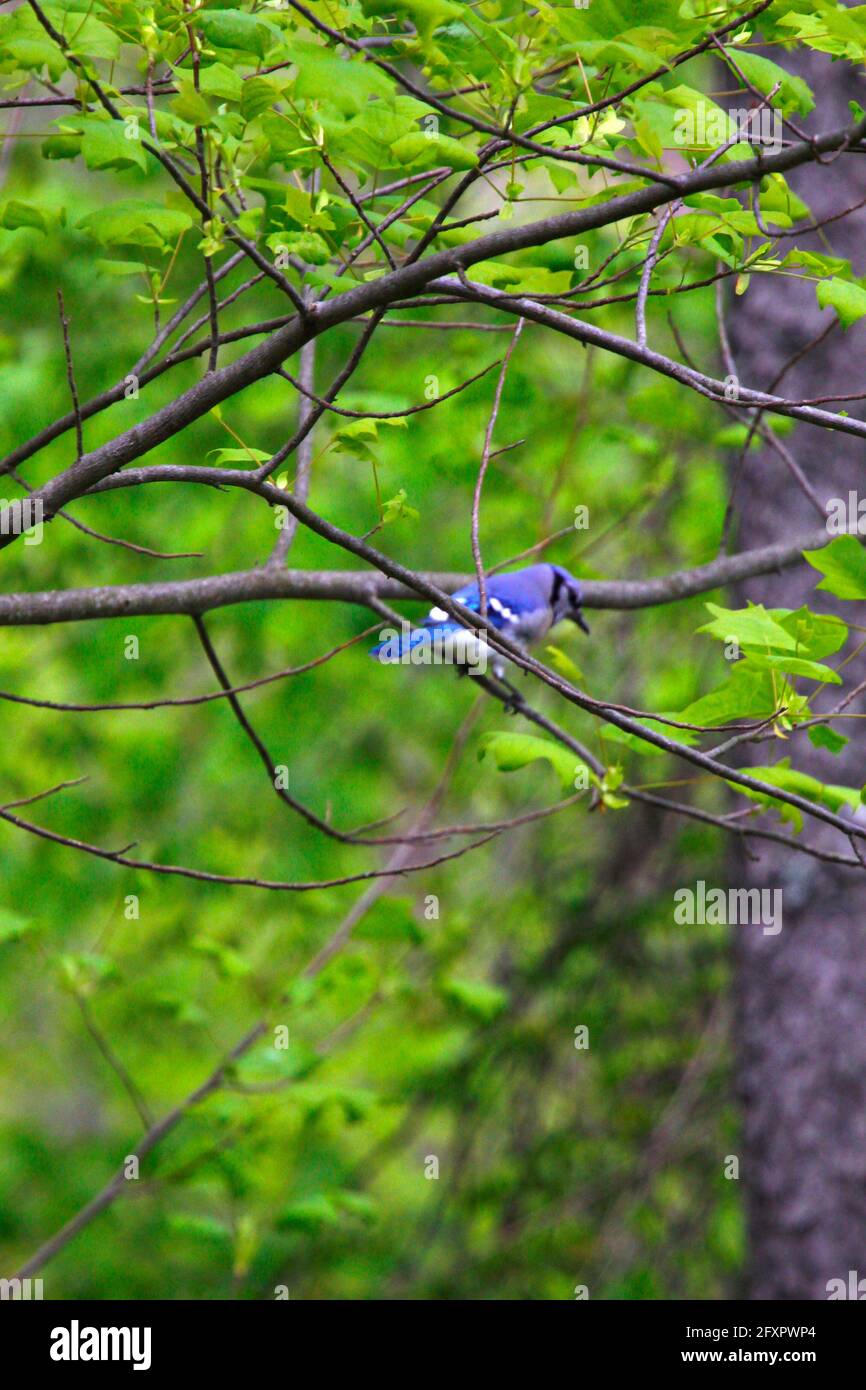 Geai bleu assis dans un arbre Banque D'Images