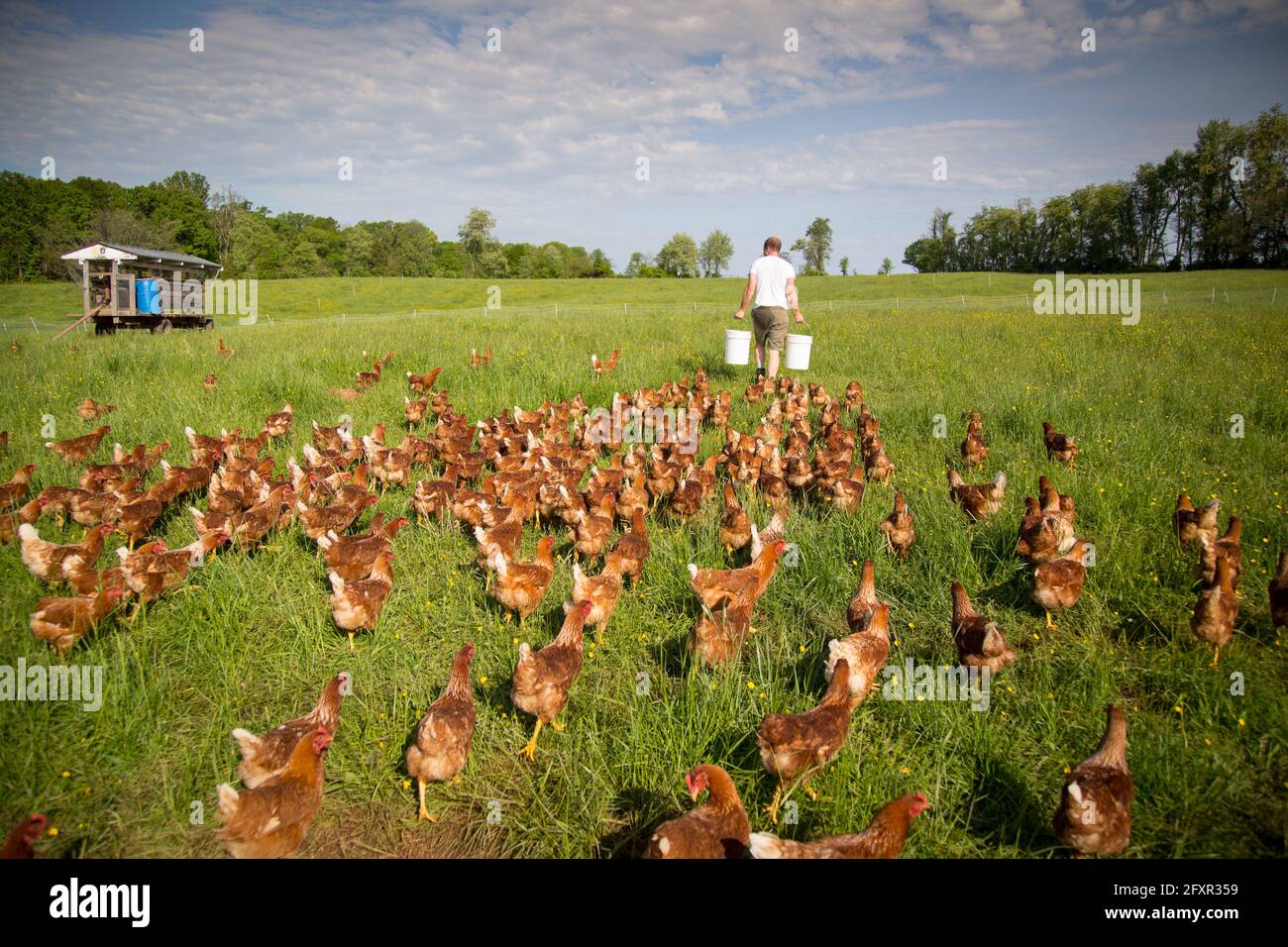 Un agriculteur se préparant à nourrir son troupeau de poulets de liberté à Rockland Farm près de Seneca, Maryland, États-Unis d'Amérique, Amérique du Nord Banque D'Images