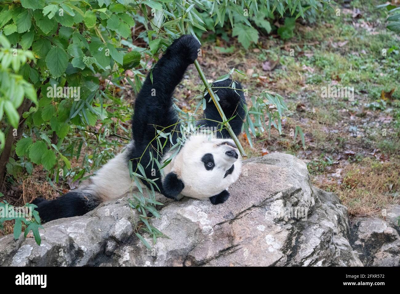 BEI le Panda géant mange du bambou dans son enceinte au zoo national Smithsonian à Washington DC, États-Unis d'Amérique, Amérique du Nord Banque D'Images