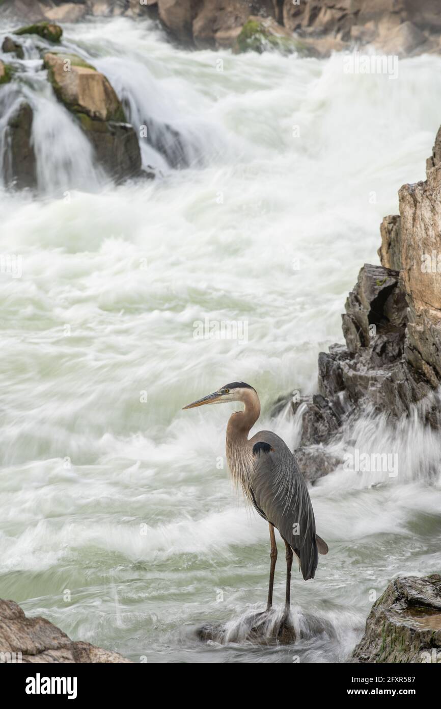 Great Blue Heron à Great Falls sur la rivière Potomac près de Potomac, Maryland, États-Unis d'Amérique, Amérique du Nord Banque D'Images