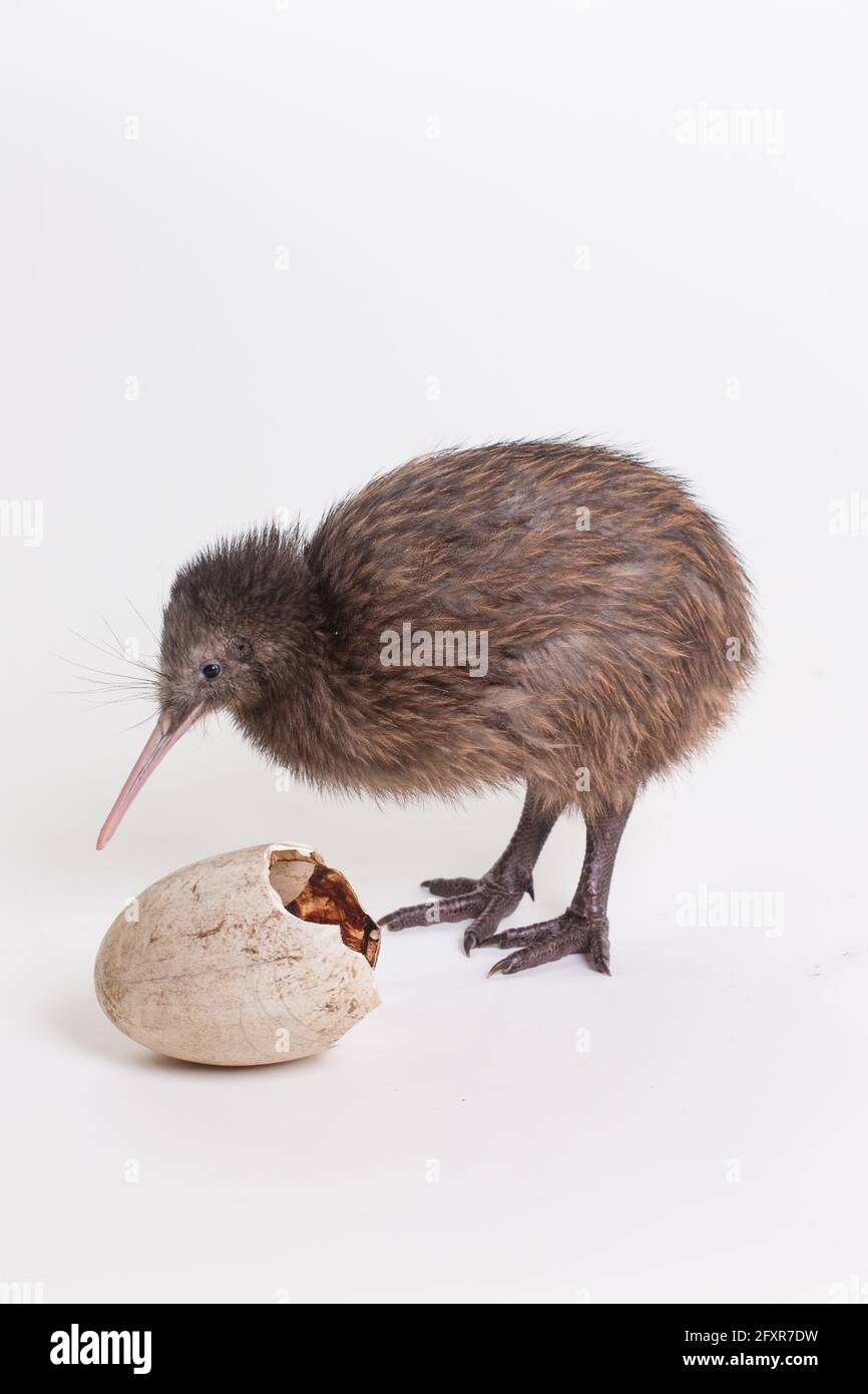 Kiwi Animal Banque D Image Et Photos Alamy