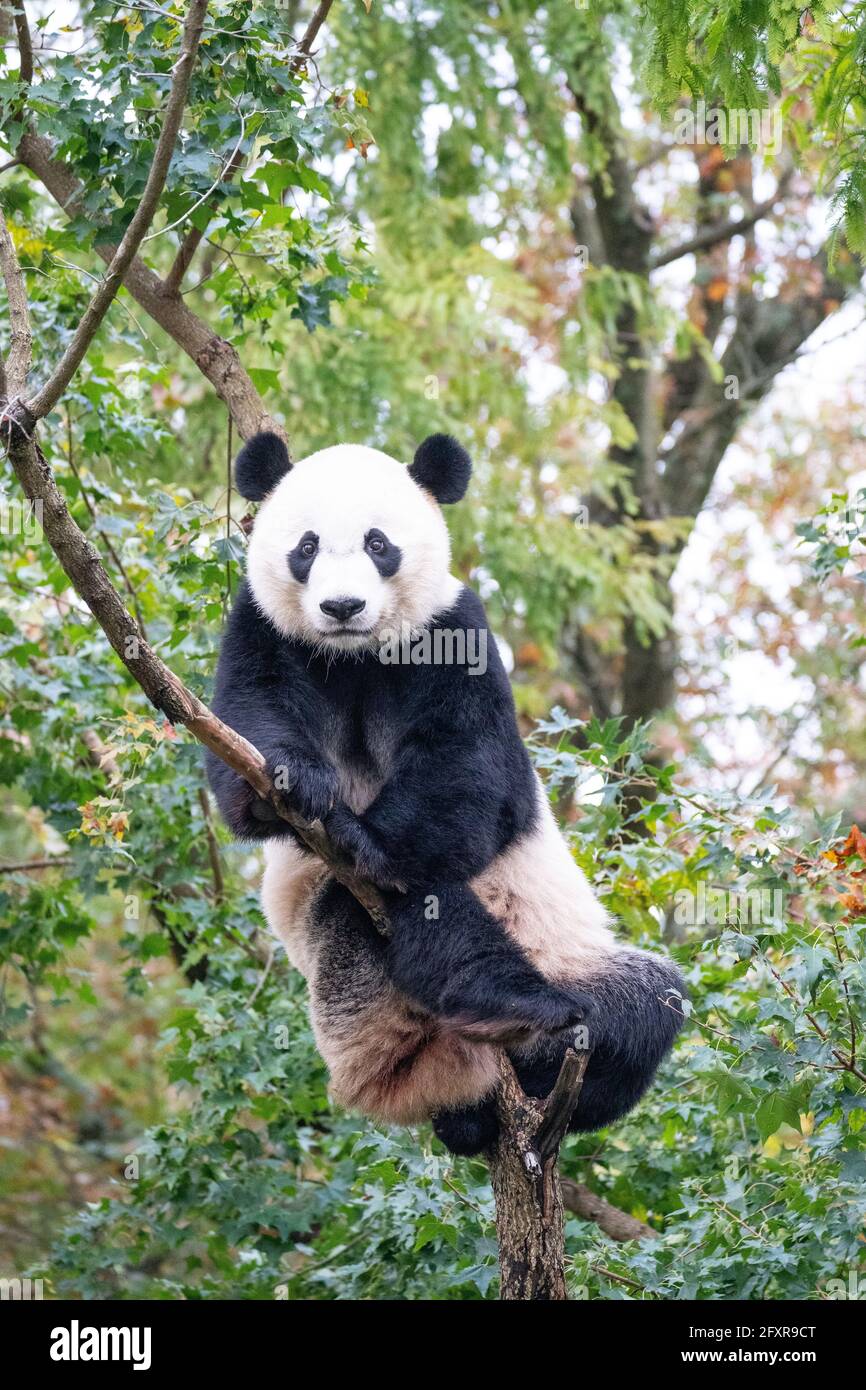 BEI BEI le Panda géant monte un arbre dans son enceinte au Smithsonian National Zoo à Washington DC, Etats-Unis d'Amérique, Amérique du Nord Banque D'Images