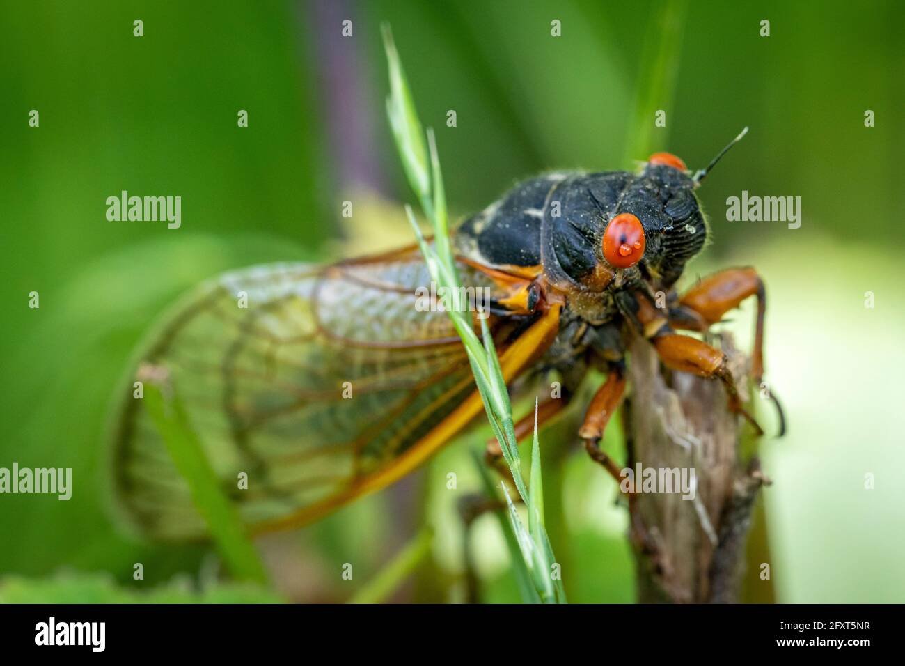 Une couvée de 17 ans X cicada complète sa transformation sur un arbre dans les bois de Virginie. Banque D'Images