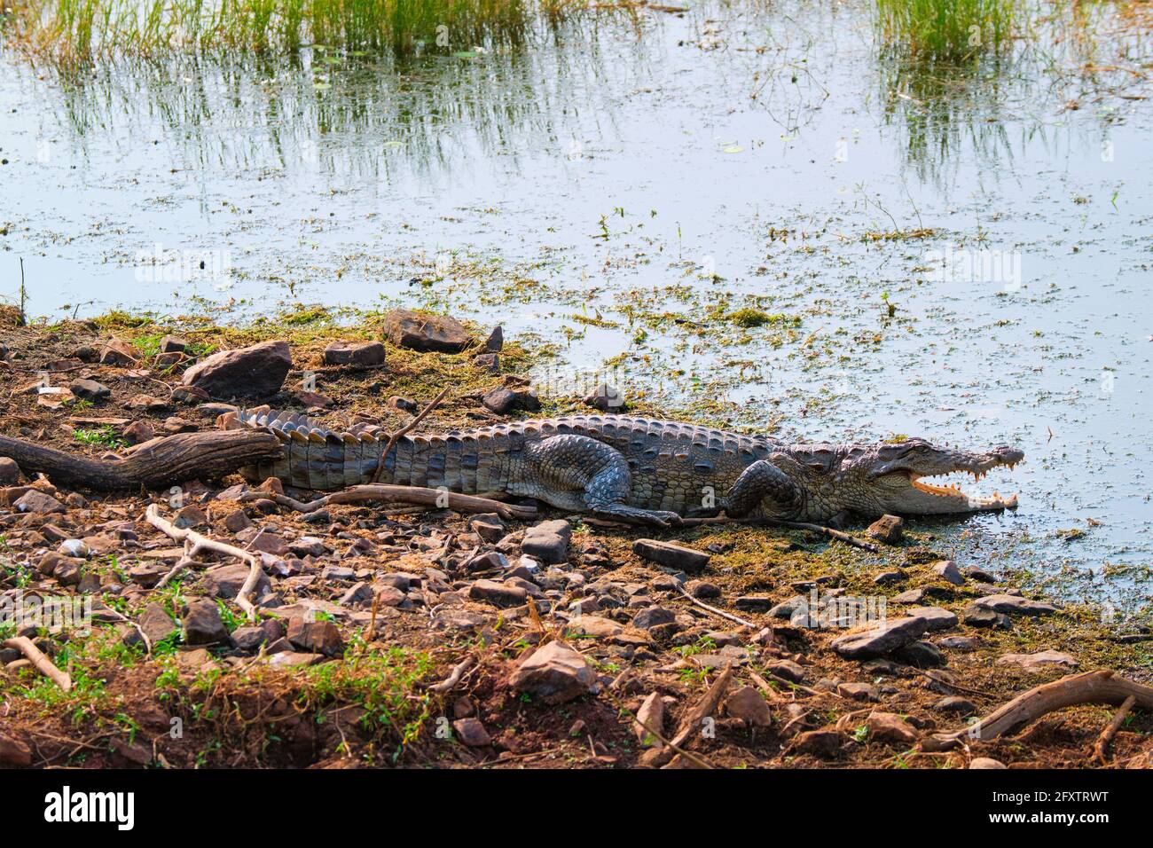 Marais musqué Crocodile crodiche Crocodylus palustris Banque D'Images