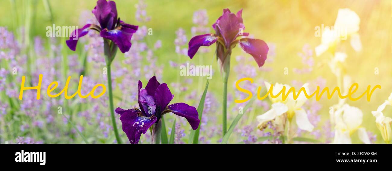Fleur de l'iris jaune violet par temps ensoleillé. Bonjour papier peint  d'été, arrière-plan de jardin d'été Photo Stock - Alamy