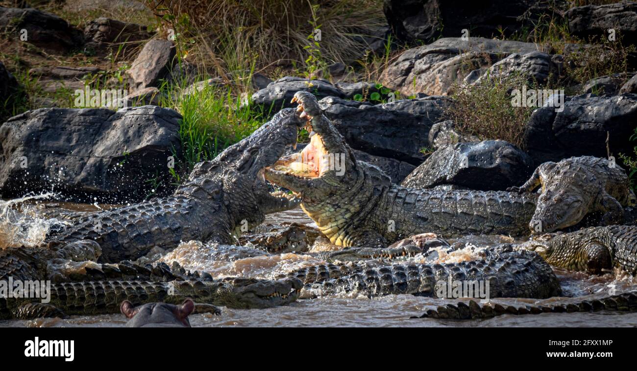 TRIANGLE MARA, KENYA : les crocodiles se croquillent les uns avec les autres pour un moule de viande. Des images HORRIBLES ont capturé le moment où le sang a semblé exploser fr Banque D'Images