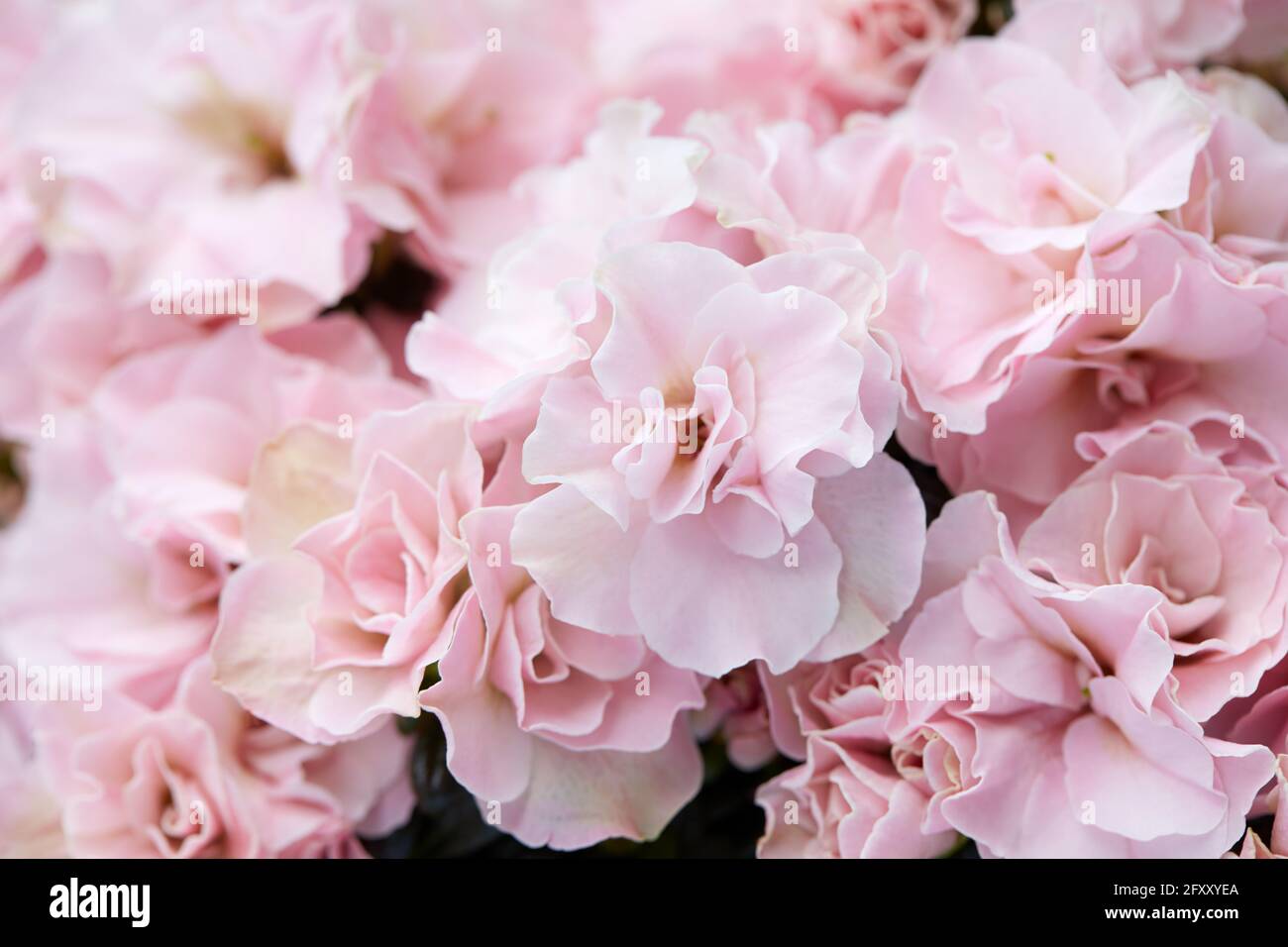 Double rose azalea fleurs texture fond Banque D'Images