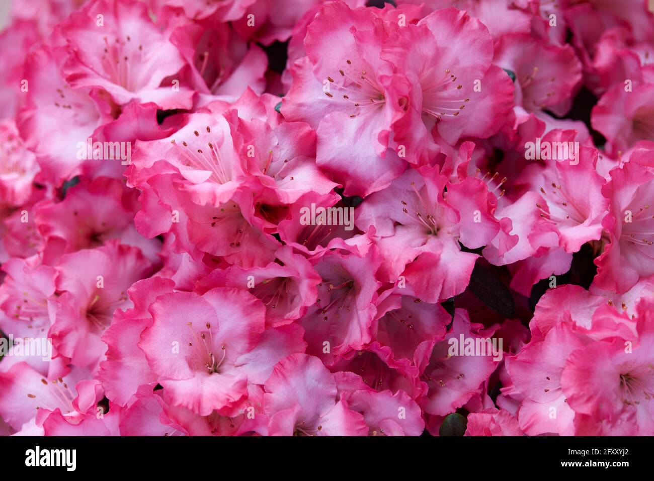 Couleur rose vif azalea fleurs texture arrière-plan Banque D'Images