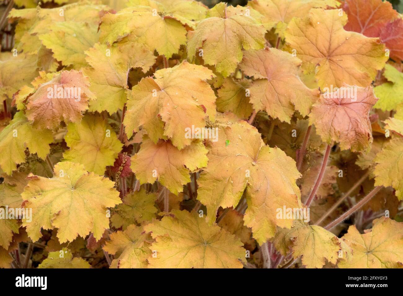 Feuilles d'orange Heuchera 'Kassandra' agrégat formant Heuchera, feuillage vivace jardin de plantes herbacées Heucheras Banque D'Images