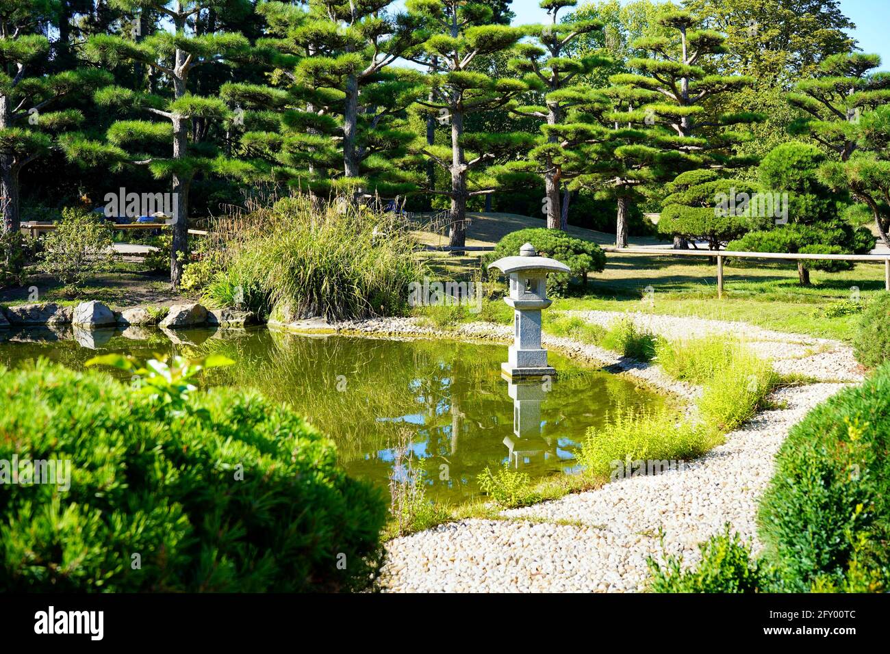 Beaux pins noirs dans le jardin japonais de Nordpark à Düsseldorf, en Allemagne. Banque D'Images
