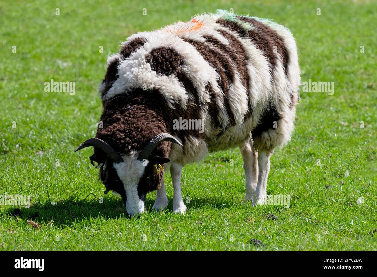 Un mouton Jacob indépendant qui grignoteuse l'herbe de Springtime, Home Farm, Beningbrough, North Yorkshire, Royaume-Uni Banque D'Images