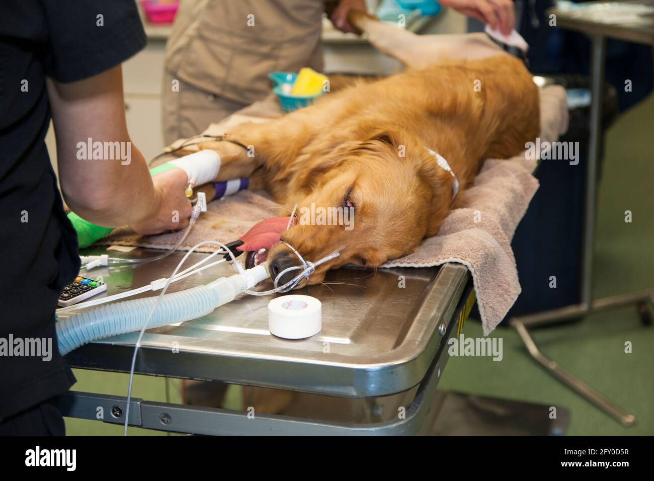 Chien sous anesthésie ayant sucrée dans l'hôpital vétérinaire Banque D'Images Chien sous anesthésie ayant sucrée dans l'hôpital vétérinaire Banque D'Images
