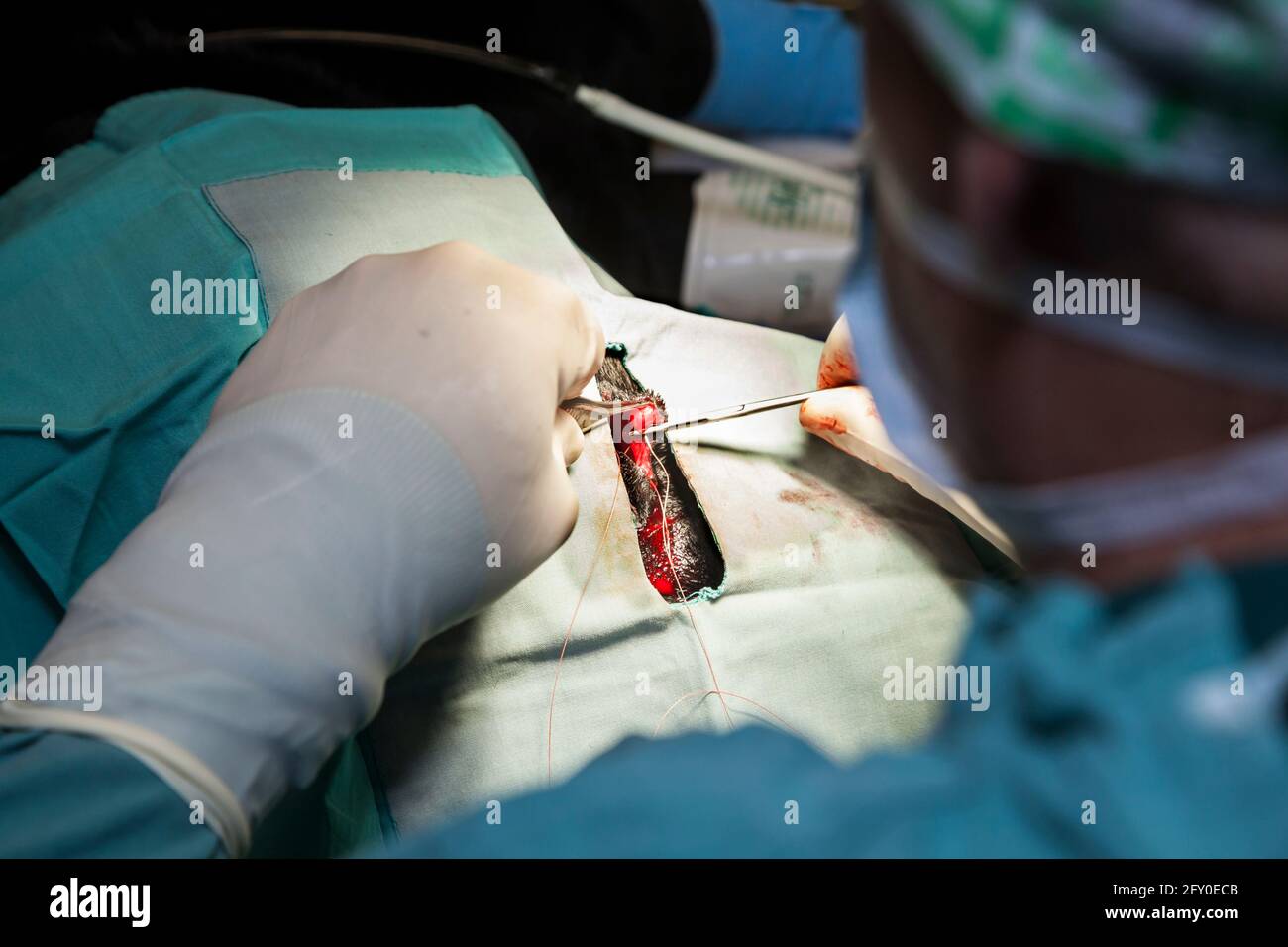 Chien sous anesthésie ayant une chirurgie dans l'hôpital vétérinaire Banque D'Images Chien sous anesthésie ayant une chirurgie dans l'hôpital vétérinaire Banque D'Images