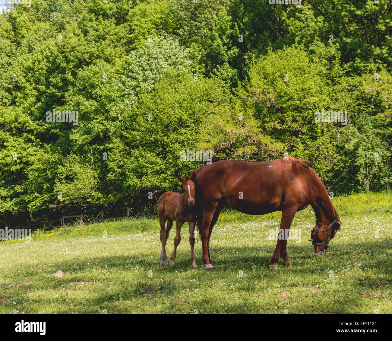 Les chevaux bruns et les poulains dans la prairie jouissent d'un beau jour Banque D'Images