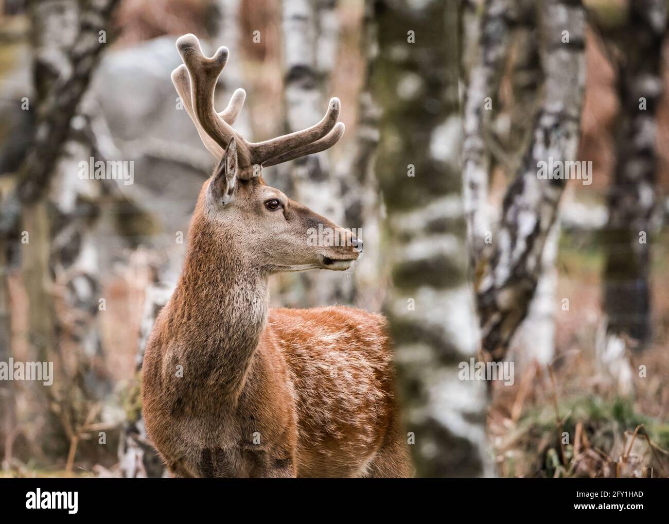 Cerf rouge sauvage debout entre crochets dans la forêt du Derbyshire Peak District avec des bois et des couleurs de printemps vert orange. Gros plan sur l'appareil photo Banque D'Images