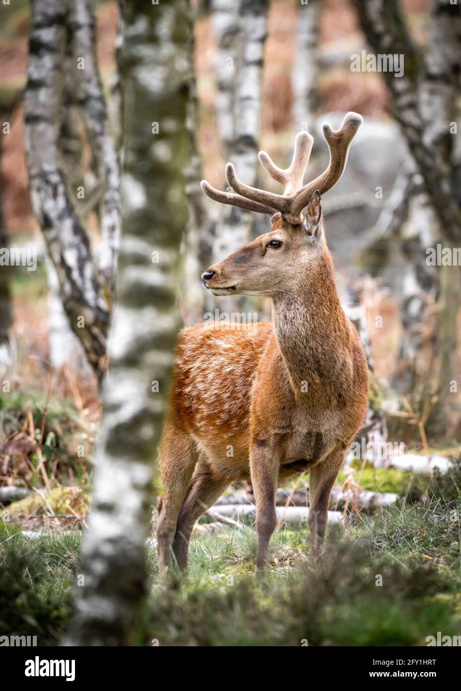 Cerf rouge sauvage debout entre crochets dans la forêt du Derbyshire Peak District avec des bois et des couleurs de printemps vert orange. Gros plan sur l'appareil photo Banque D'Images
