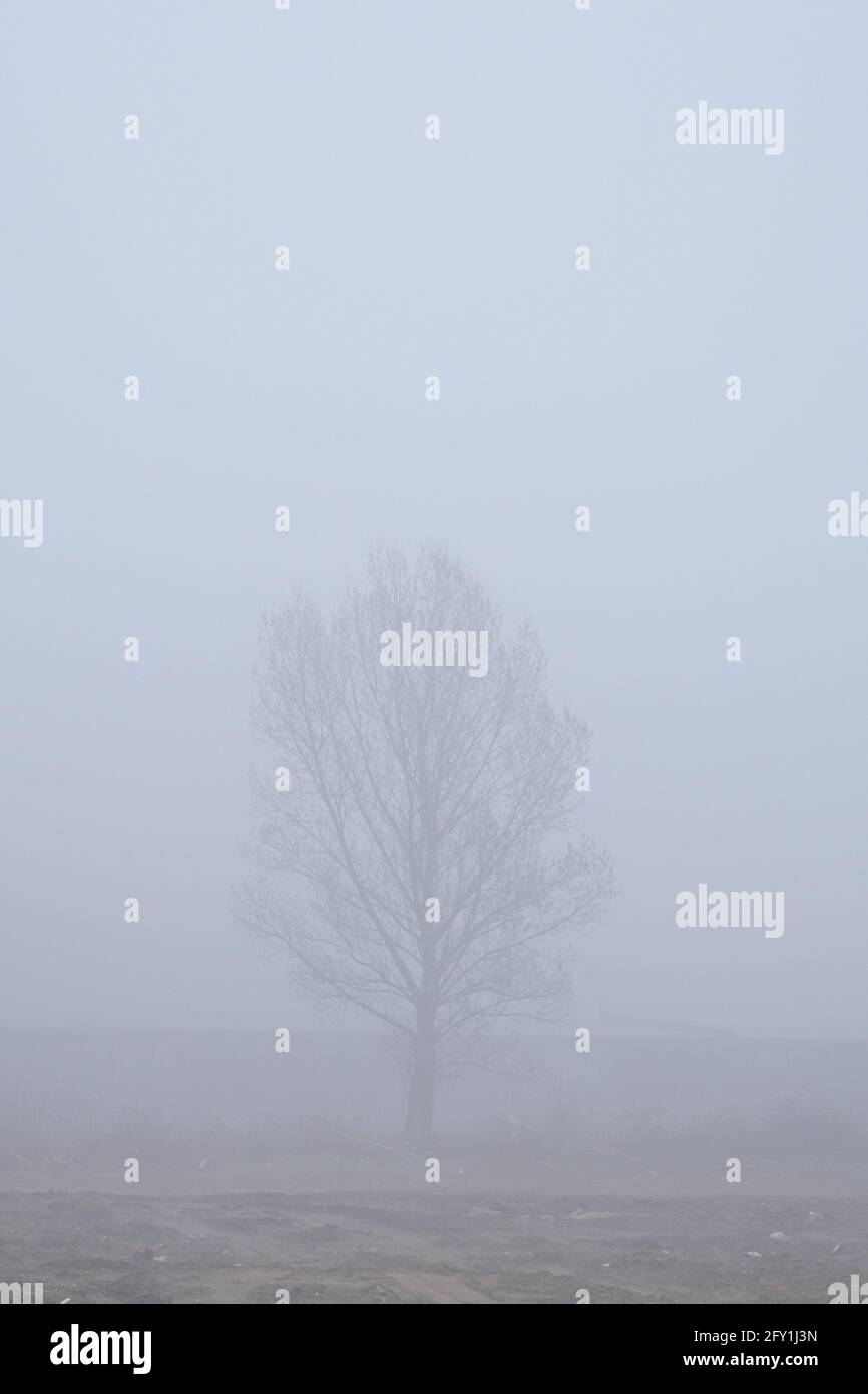 arbre isolé dans un paysage brumeux d'hiver Banque D'Images
