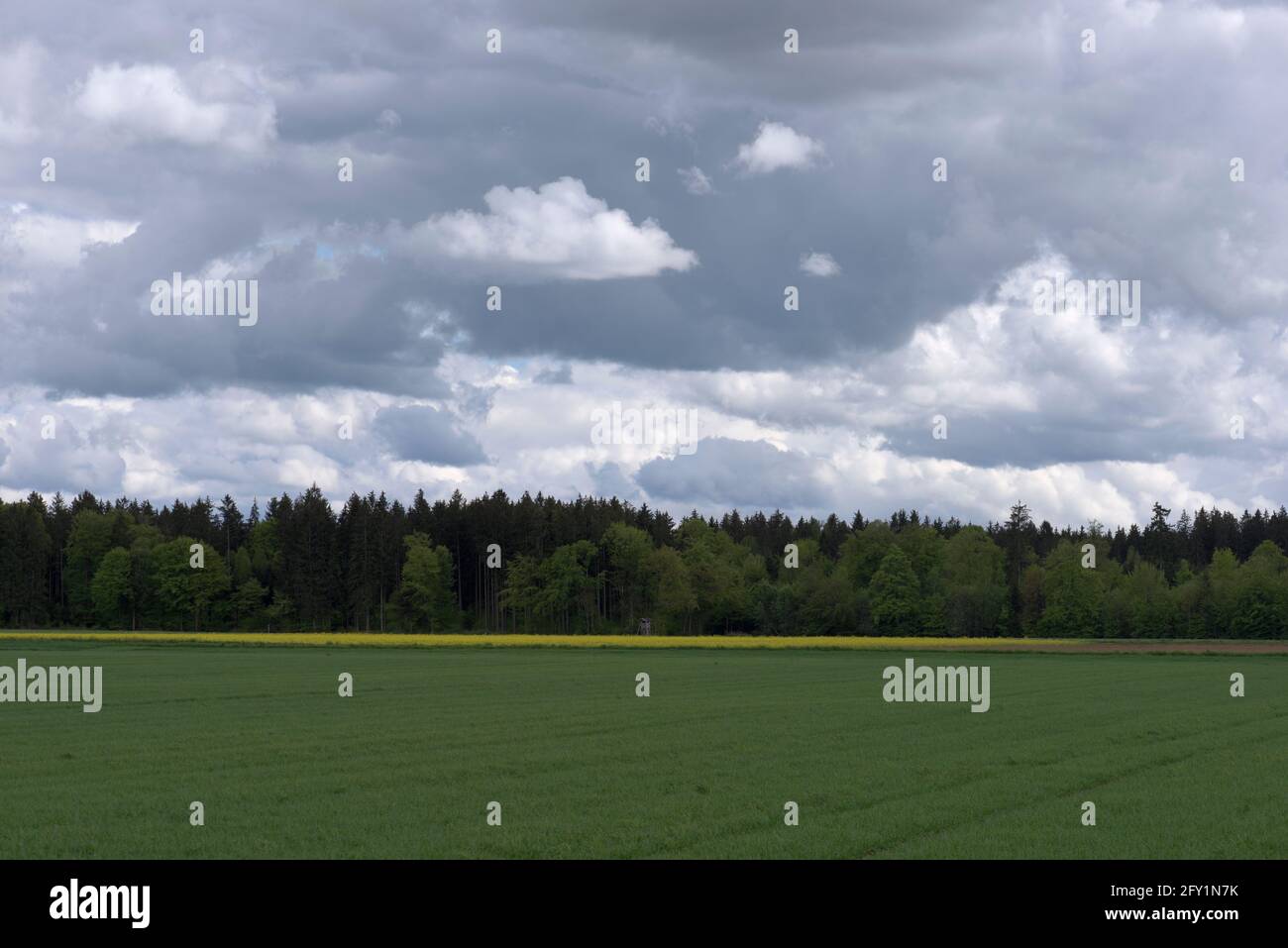 Champs agricoles, dont un avec du colza jaune et des nuages sombres spectaculaires, Bavière, Allemagne Banque D'Images