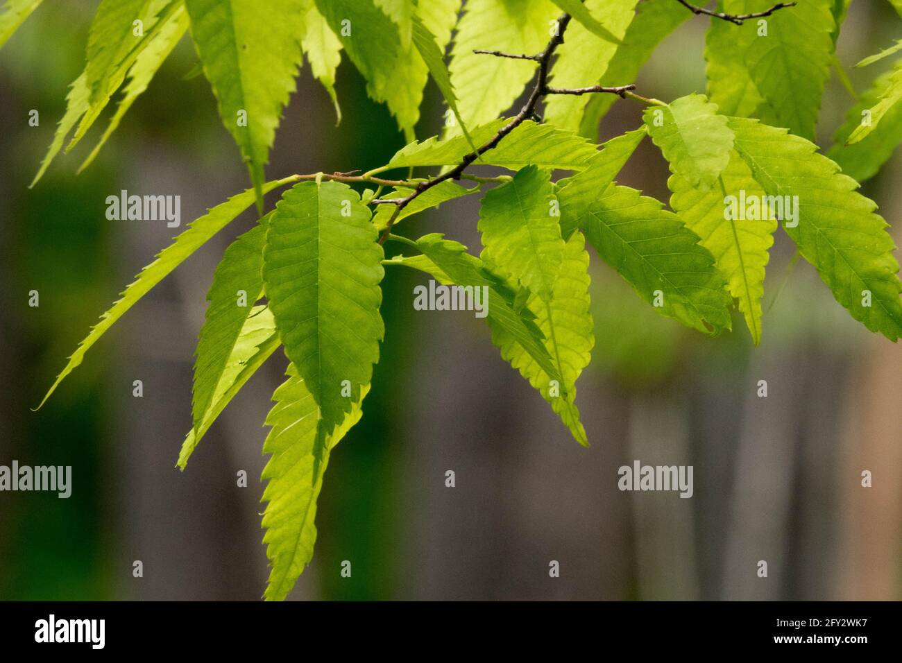 Rhus verniciflua laisse laquer vernis de l'arbre feuillage de l'arbre Banque D'Images