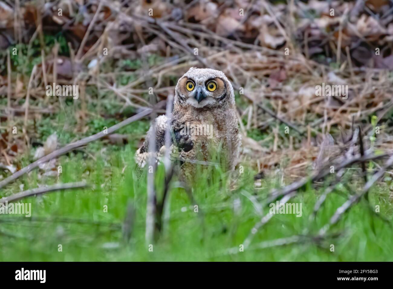 Grand Owlet à cornes avec une nouvelle liberté d'exploration du sol dans une forêt. Printemps 2020, Ottawa, Ontario, Canada Banque D'Images