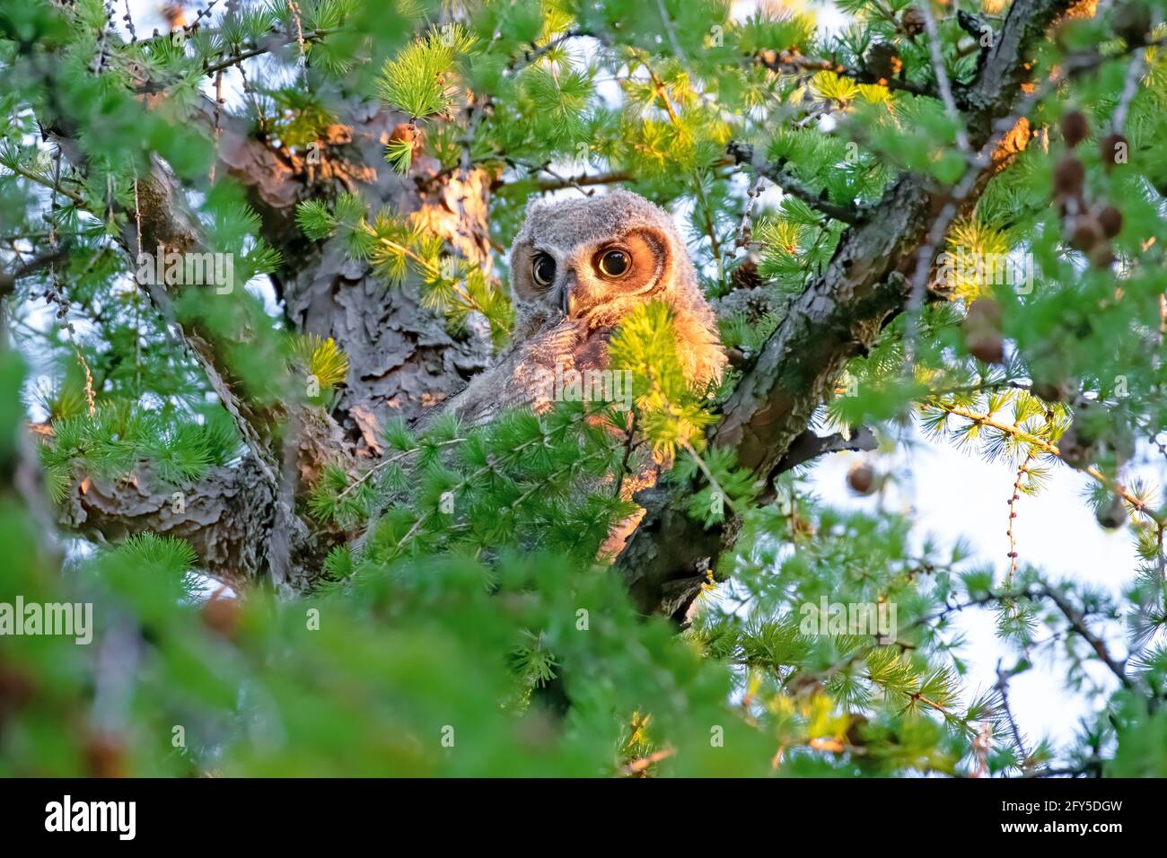 Grand Owlet à cornes perchée dans un arbre verdoyant Canada Banque D'Images