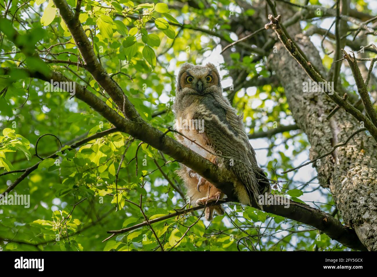Grand Owlet récemment à cheval perché sur une branche d'arbre avec un fond vert et verdoyant Banque D'Images