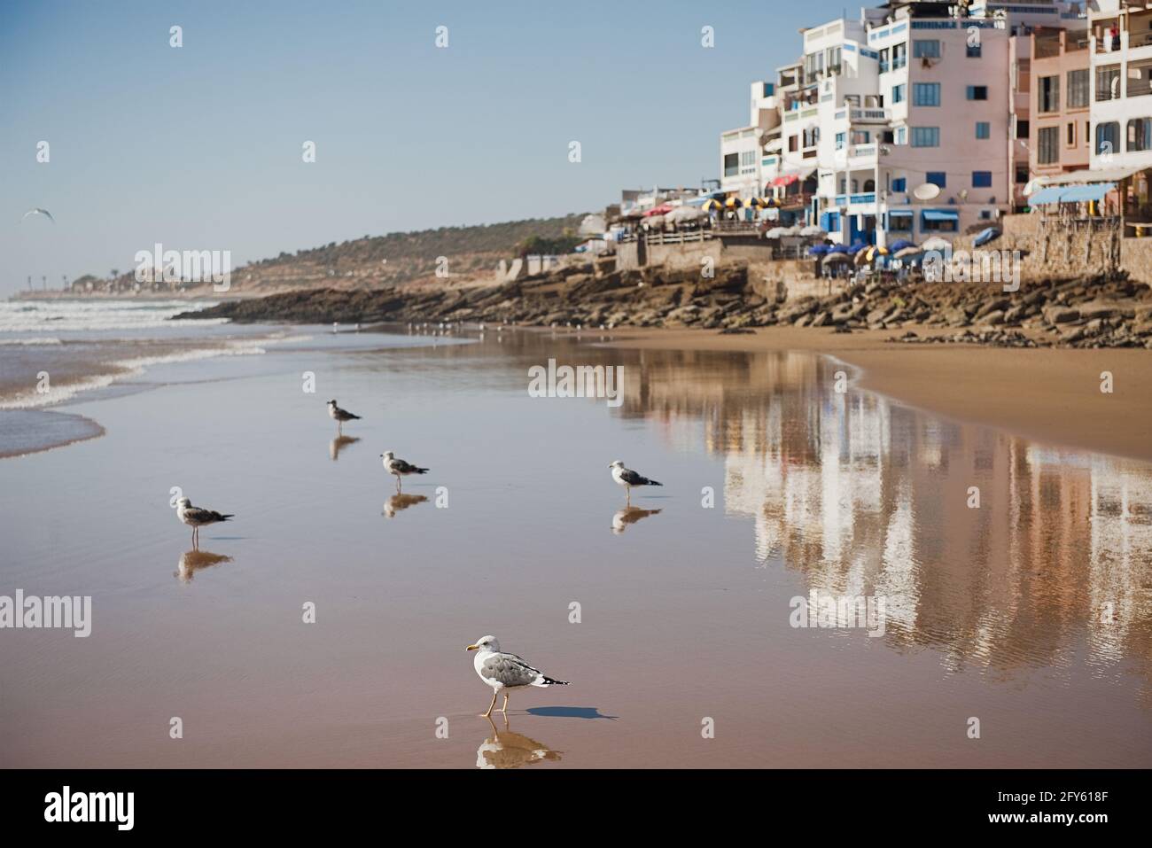 Dakhla, MAROC - 18 JANVIER 2020 : mouette brune en face de l'océan avec des maisons en arrière-plan Banque D'Images