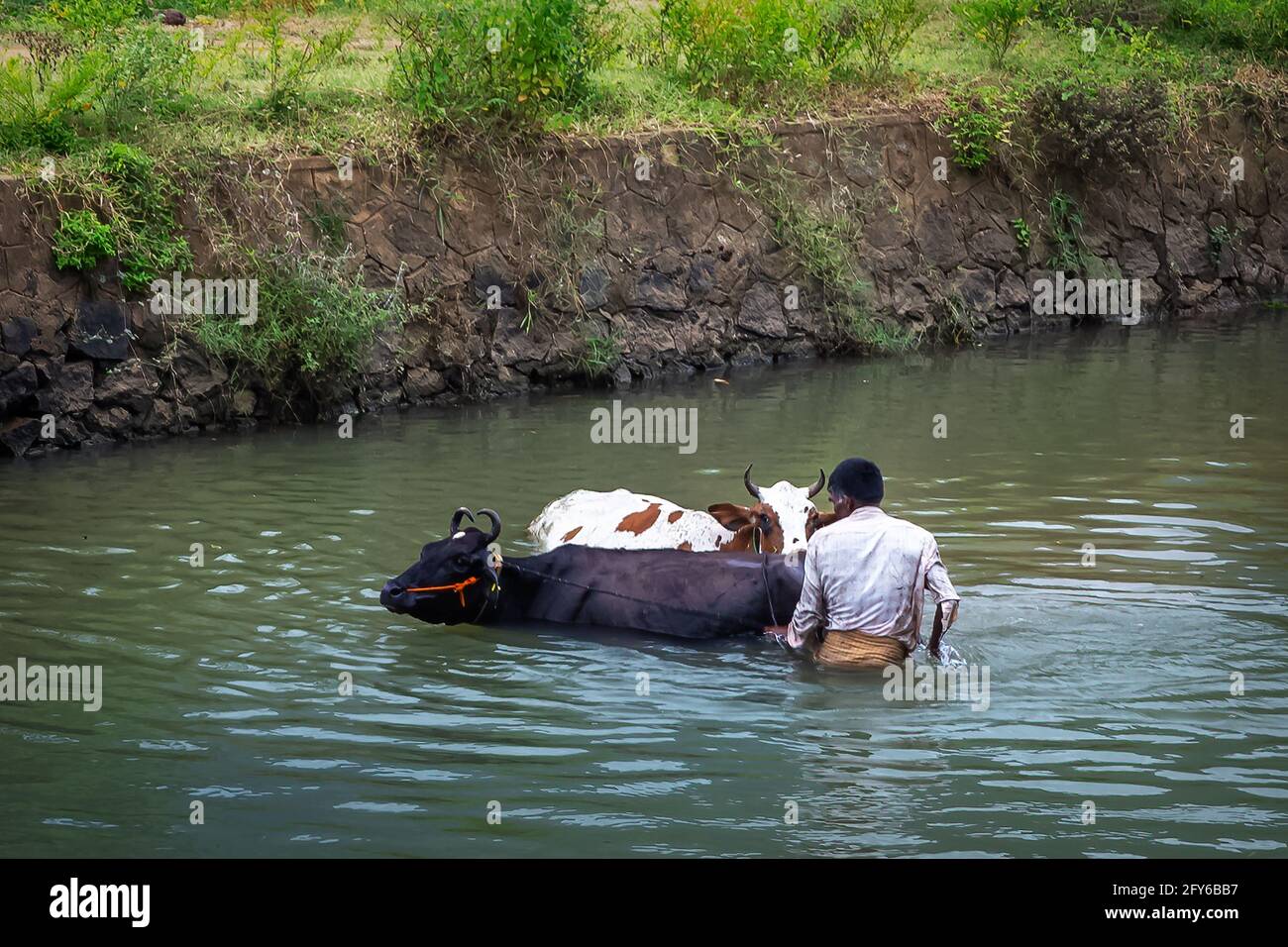 Bain de vache dans l'eau de rivière avec ancien. Banque D'Images