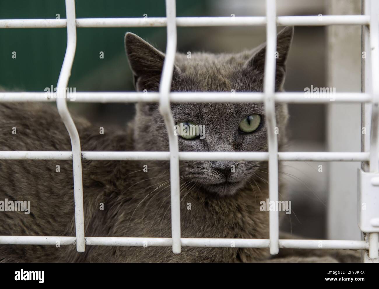 Chat Enferme Dans Des Bars Animaux Domestiques Abandonnes Adoption Photo Stock Alamy