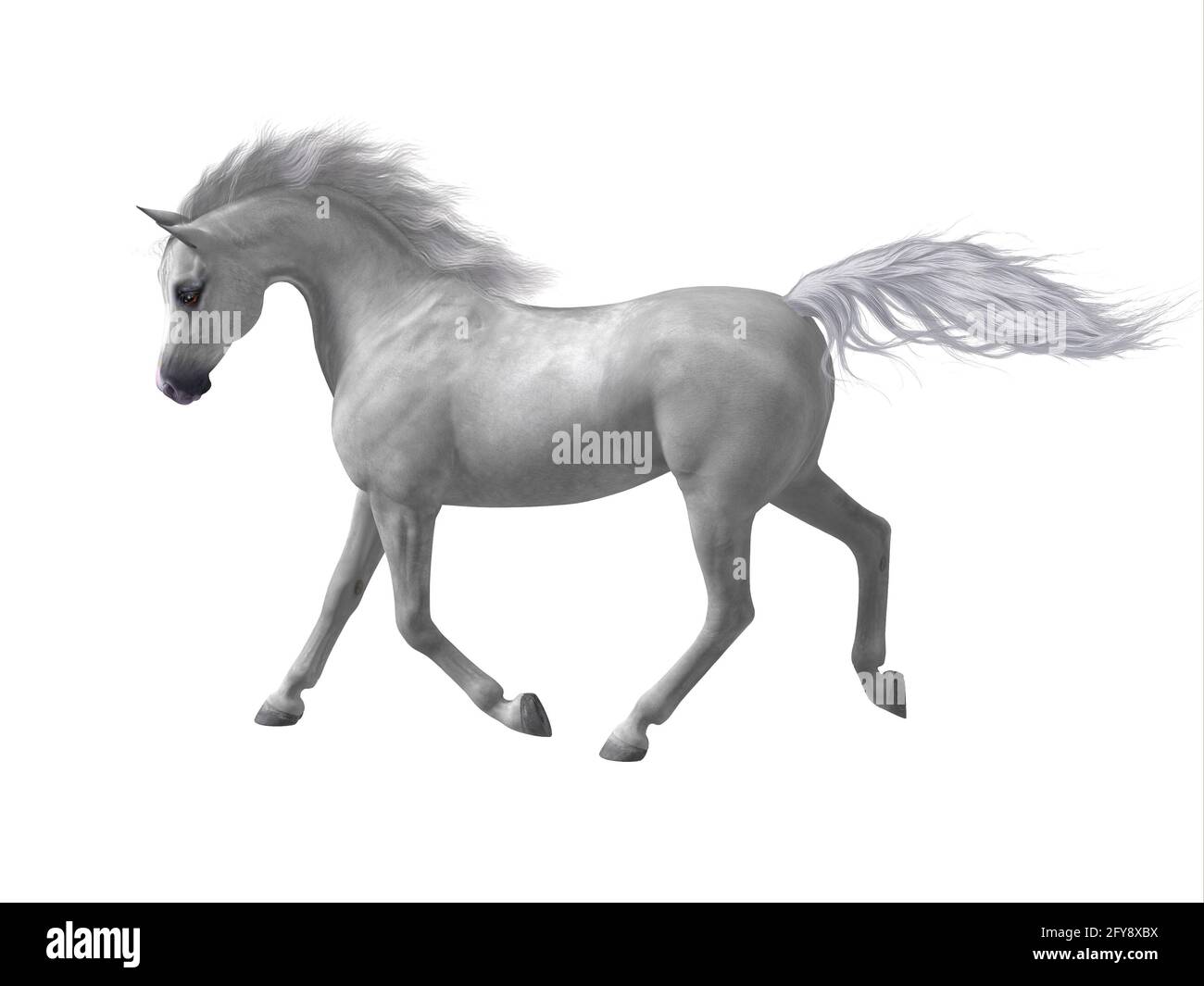 Le Arabian ou Arab est une race de cheval distincte développée dans la péninsule arabique avec un visage et une queue de charriot. Banque D'Images