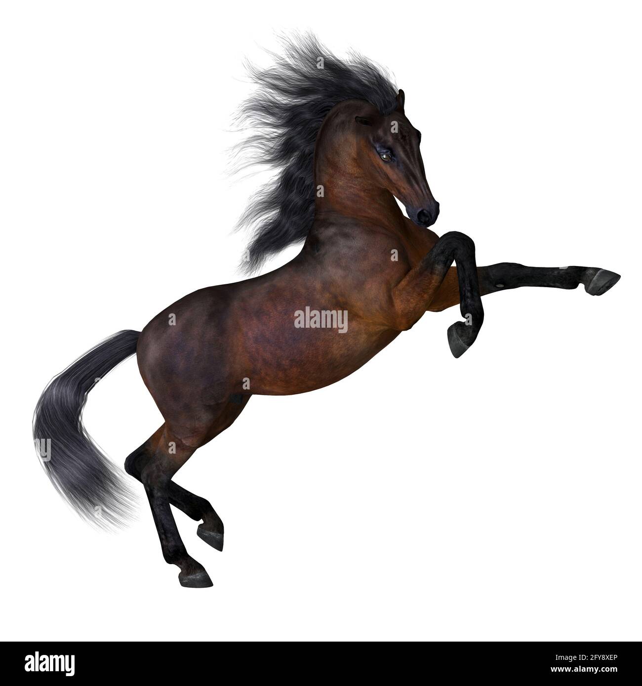 Bay est une couleur de cheval commune sur de nombreuses races différentes avec un brun rougeâtre profond avec la manie noire et la queue. Banque D'Images