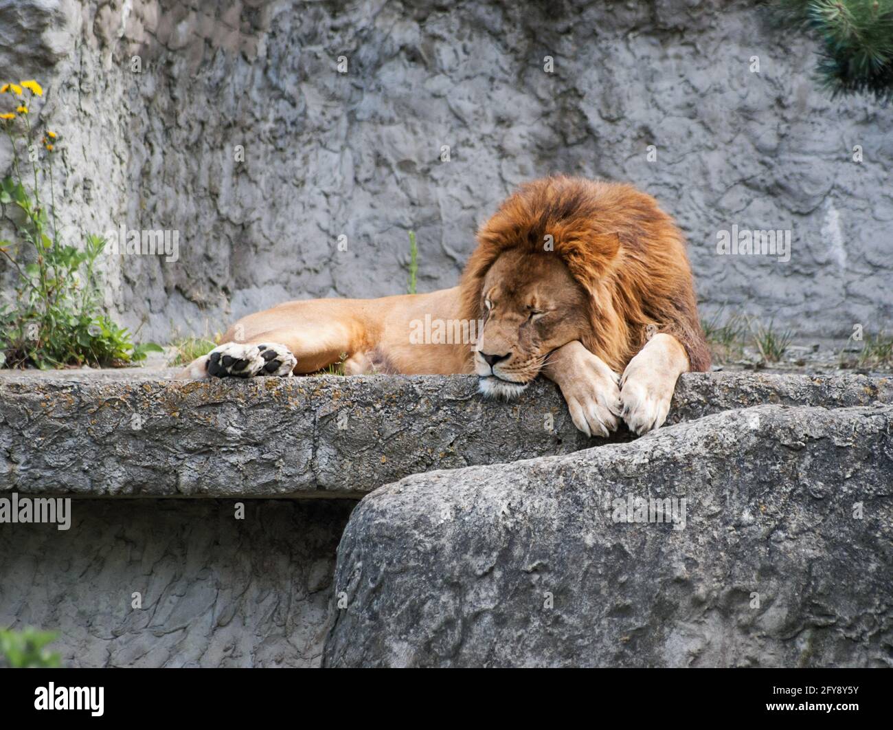 lion sauvage adulte dormant sur une pierre Banque D'Images