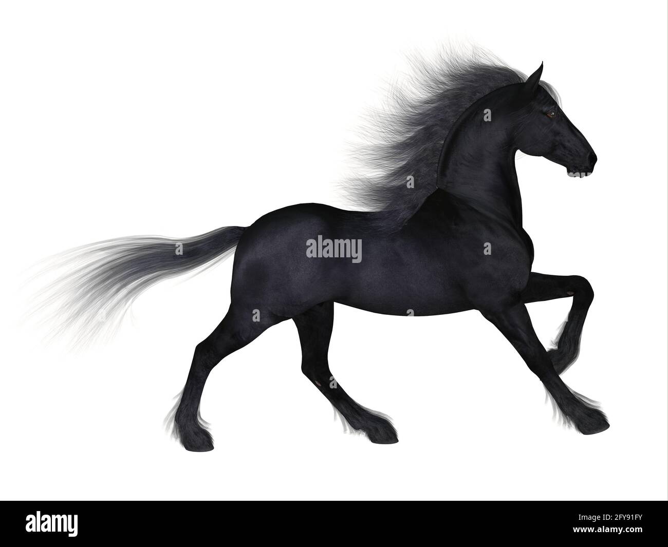 Le Friesian est une race distinctive de cheval noir développée aux pays-Bas comme un léger tirant d'eau pour faire des travaux agricoles. Banque D'Images