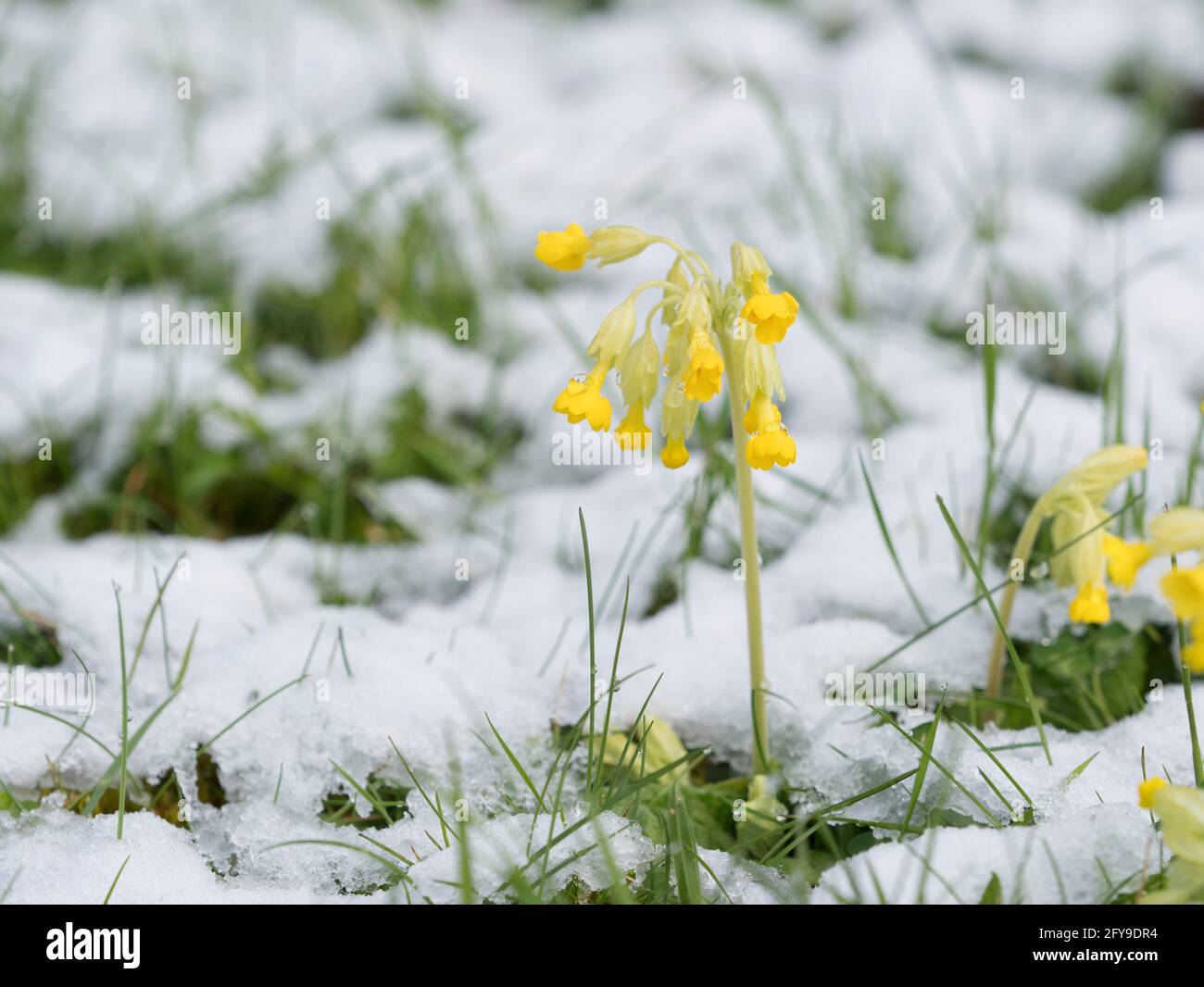 Les cowslips, Primula Veris, fleurissent dans le champ avec de la neige de fin de printemps, Worcestershire, Royaume-Uni. Banque D'Images