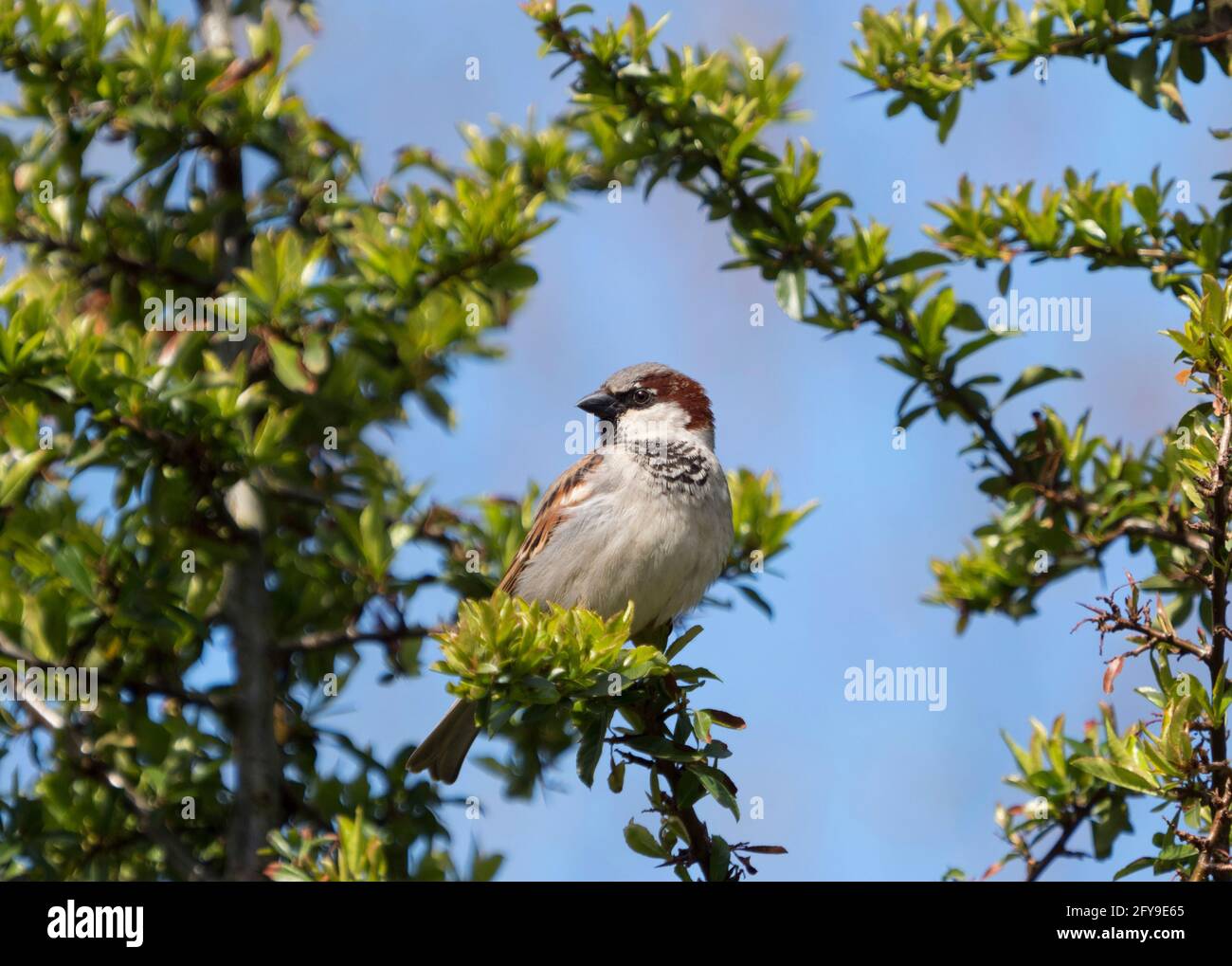 House Sparrow, Passer domesticus, homme adulte célibataire perché dans le Bush de Pyracantha, Lea Valley, Essex, Royaume-Uni Banque D'Images