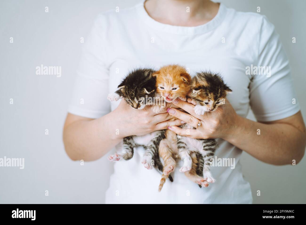 Femme non reconnaissable portant un T-shirt blanc olding trois petits chatons de différentes couleurs. Adoption PET. Banque D'Images