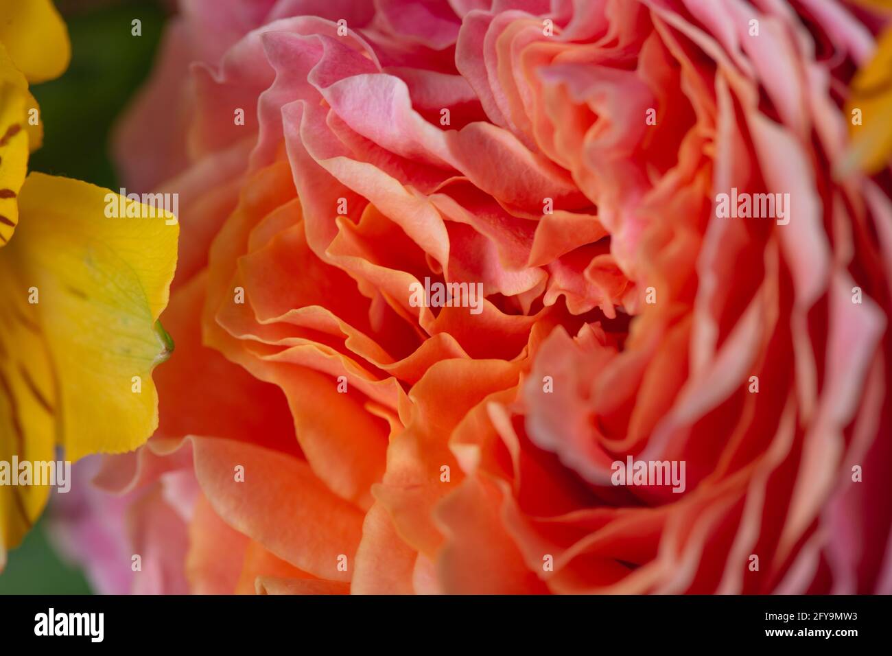 Fleur orange et rose colorée en fleur avec beaucoup de lisse pétales Banque D'Images