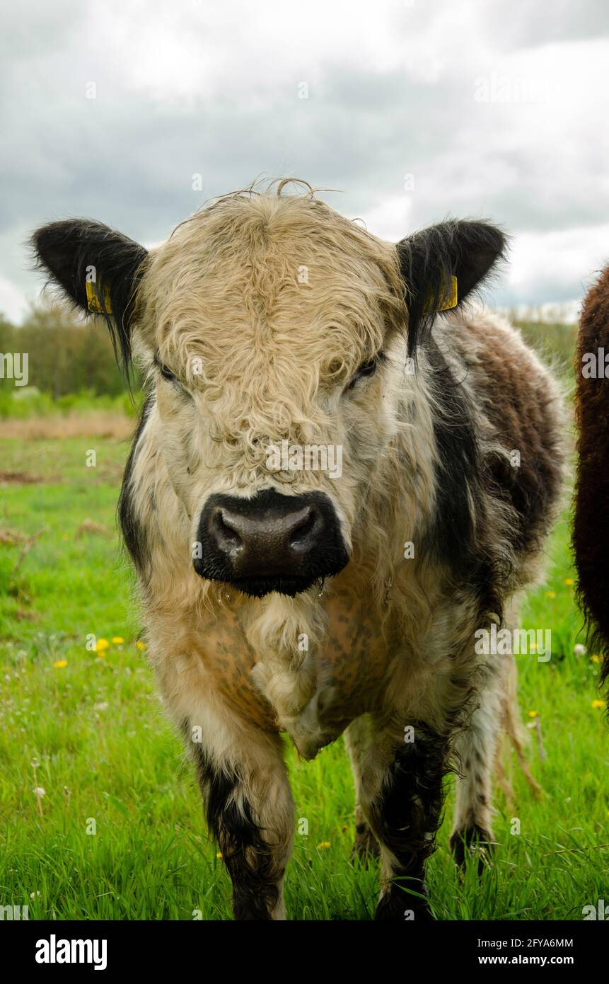 Portrait d'un adorable galloway blanc-noir debout dans le champ vert sous un ciel nuageux Banque D'Images